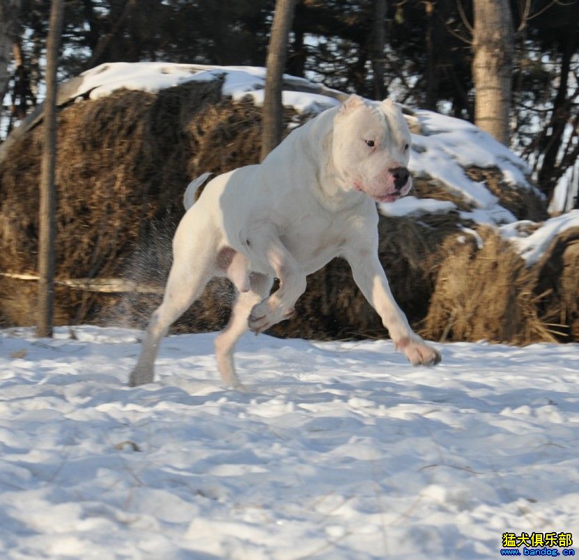 2013 兩極峰豹犬舍 , 俺又來了 - 杜高犬 - 猛犬俱樂部-中國具有影響