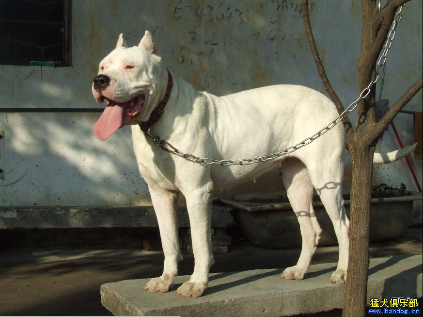 熟女誘惑 - 杜高犬 - 猛犬俱樂部-中國具有影響力的猛犬網站