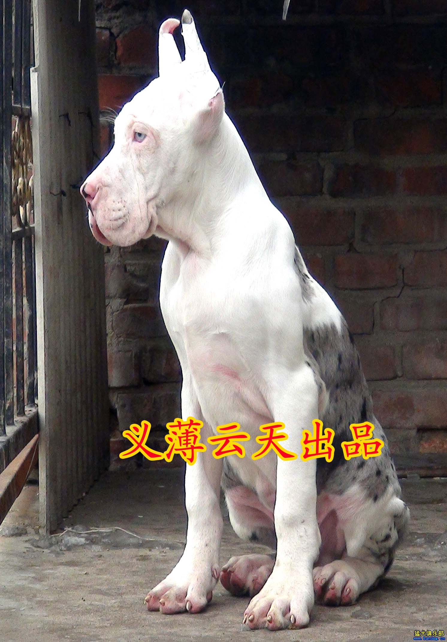 漂亮的大丹犬宝宝集合贴