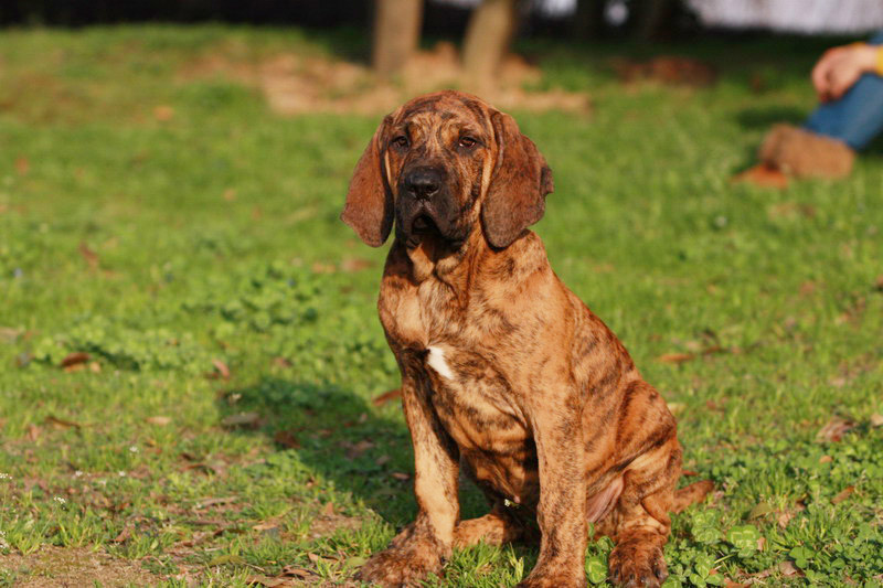 阳光下的巴西原生版菲勒犬《三个月母犬》