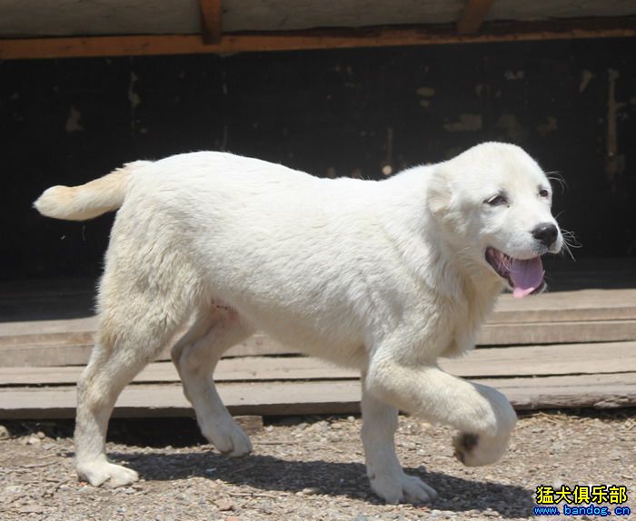 展示贵族名犬城 阿拉拜咬狼犬