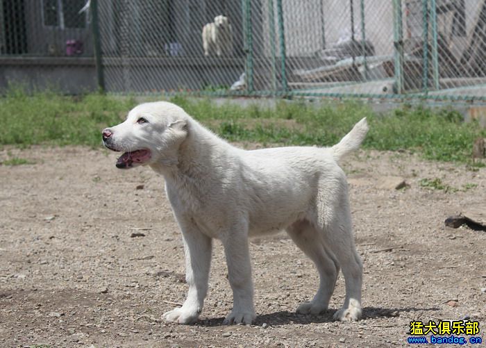 阿拉拜犬(阿拉拜犬是中亚吗)