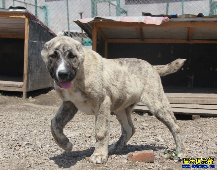 展示贵族名犬城 阿拉拜咬狼犬