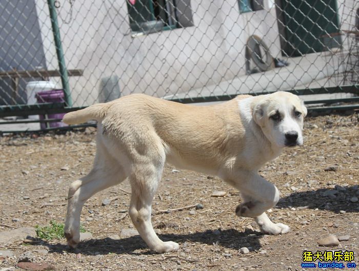 展示贵族名犬城 阿拉拜咬狼犬