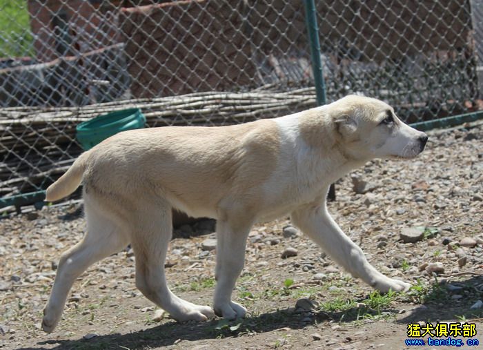 展示贵族名犬城 阿拉拜咬狼犬