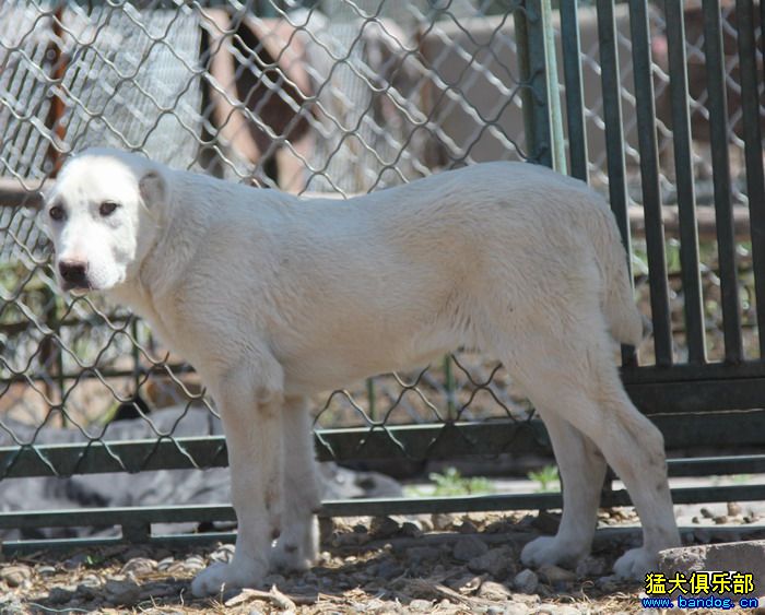 展示贵族名犬城 阿拉拜咬狼犬