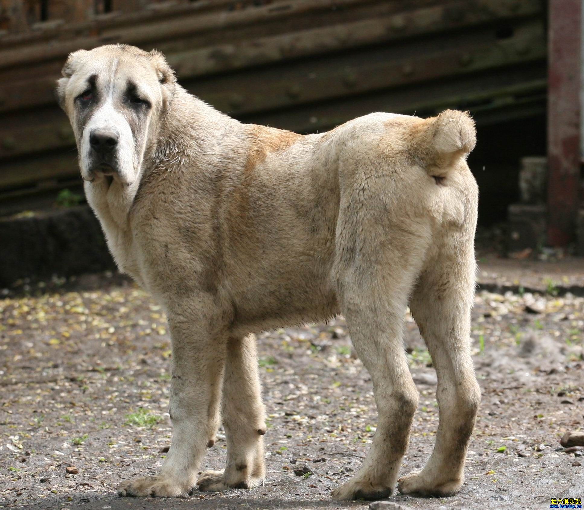 俄罗斯狗的品种和图片图片