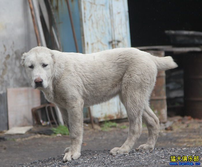 展示贵族名犬城 阿拉拜咬狼犬