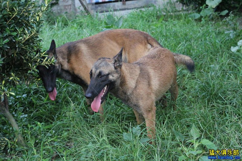 马犬配苏联红后代图片图片