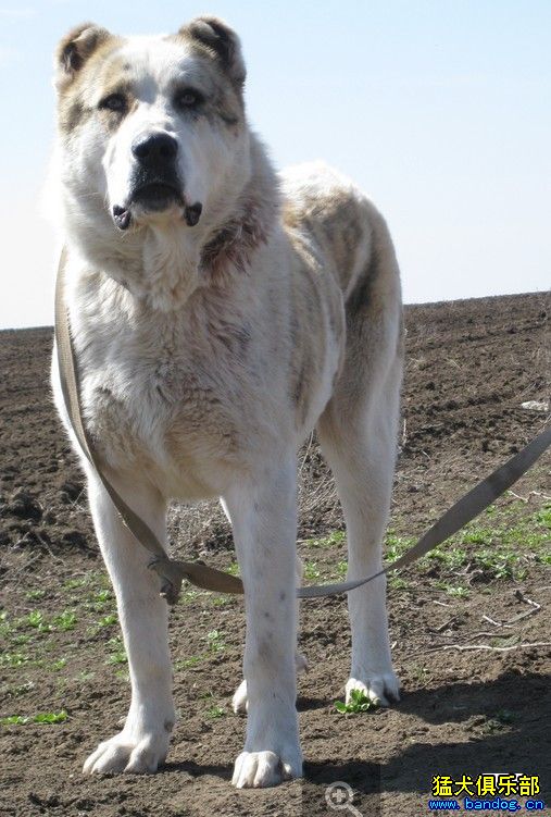 高加索猎狼犬图片图片