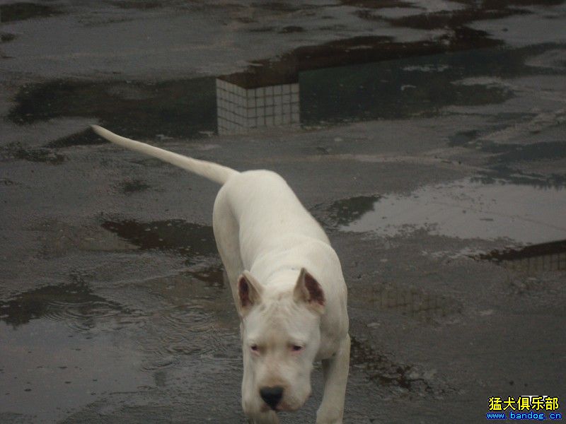 一隻4個月小公 - 杜高犬 - 猛犬俱樂部-中國具有影響力的猛犬網站