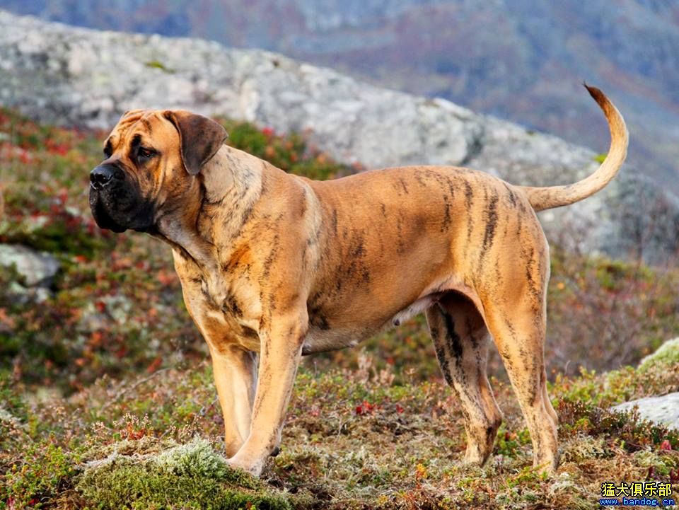 發覺南非也有很多顏色的 - 南非獒 - 猛犬俱樂部-中國具有影響力的