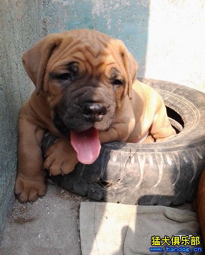 太可愛了 人見人愛的小寶寶 - 土佐犬 - 猛犬俱樂部-中國具有影響力的