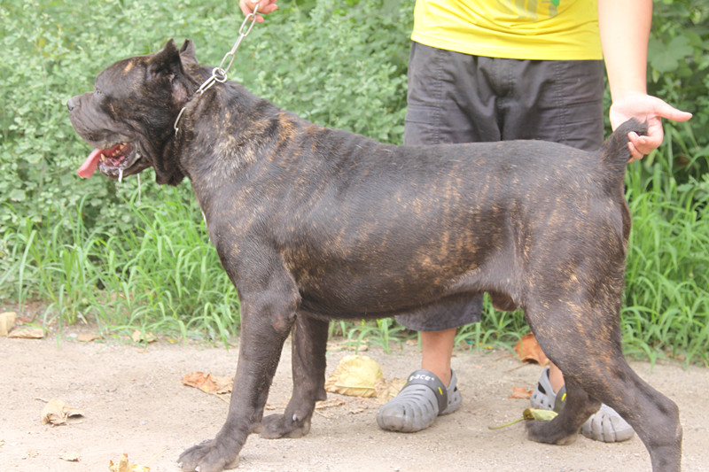 帝豪犬舍 conan血系种公巴特对外配种