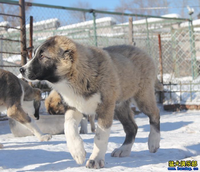 展示贵族名犬城阿拉拜咬狼犬