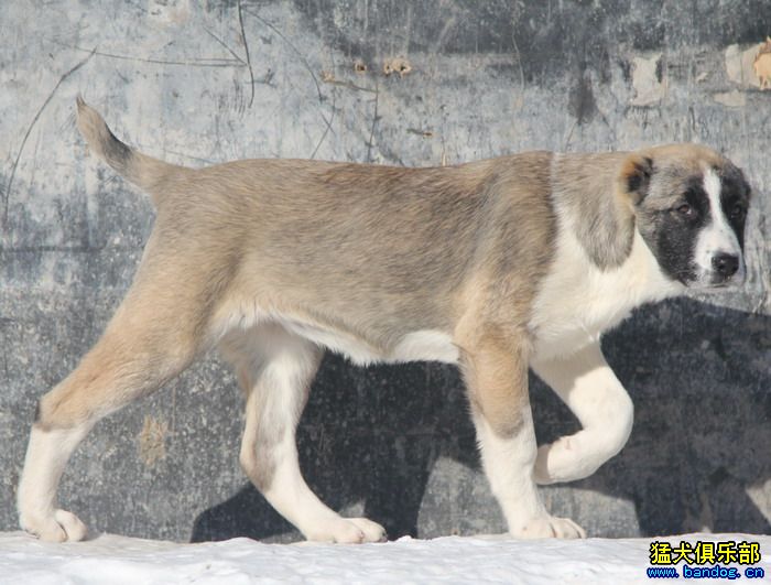 展示贵族名犬城阿拉拜咬狼犬