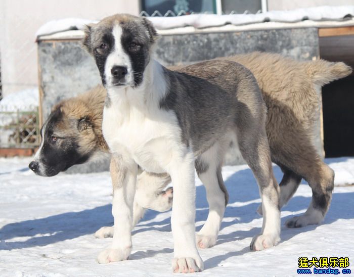 展示贵族名犬城阿拉拜咬狼犬