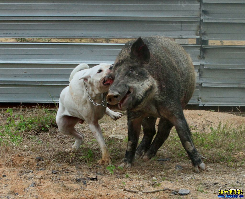 澳大利亚猎猪犬图片