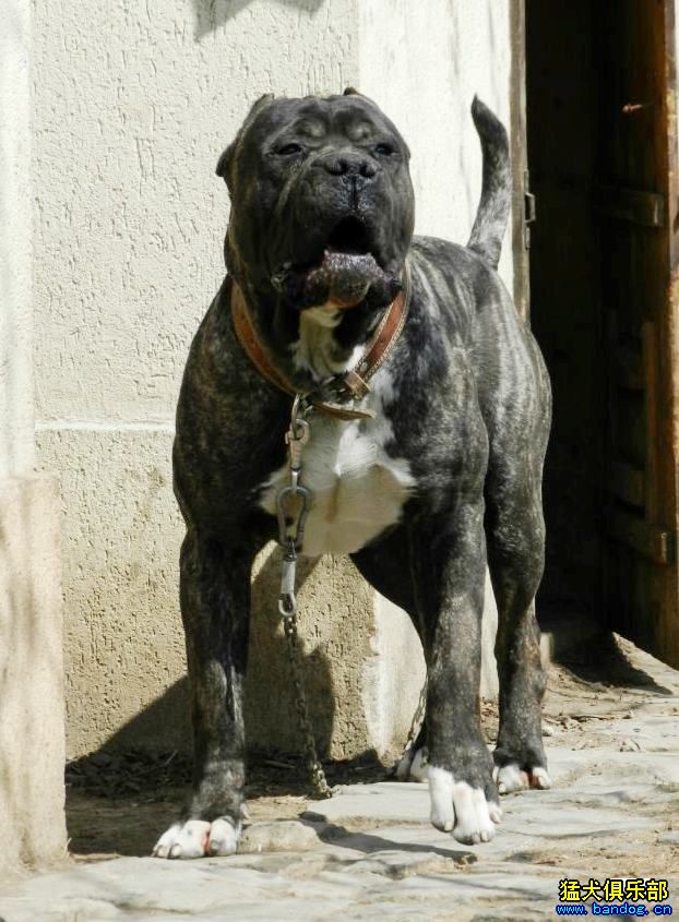西班牙猛犬图片