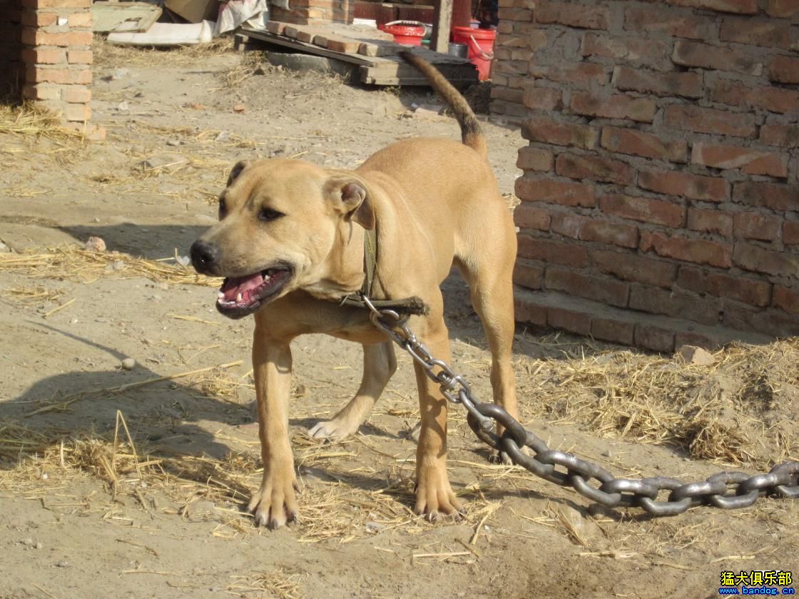 比特犬想开口的前兆图片