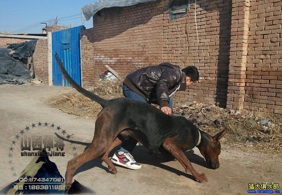 国产狼犬一来展示一下吧