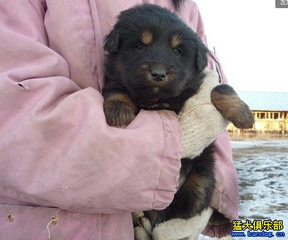 呼倫貝爾草原 新巴爾虎右旗 振東蒙古獒基地 - 綜合獒犬版 - 猛犬