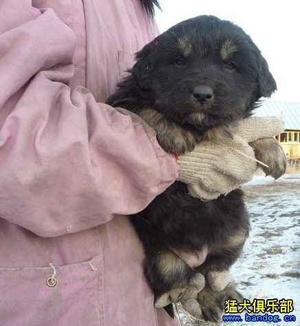 呼倫貝爾草原 新巴爾虎右旗 振東蒙古獒基地 - 綜合獒犬版 - 猛犬