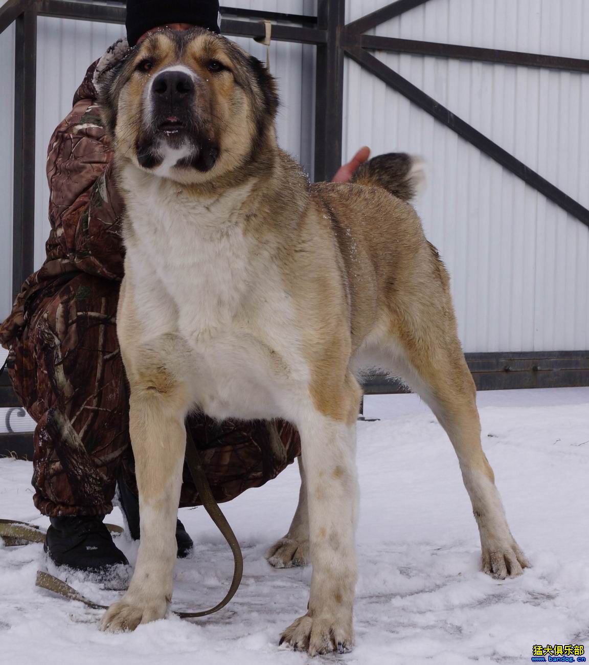 出售:土库曼血系双料冠军后代19个月中亚母犬(2014年2月2日)