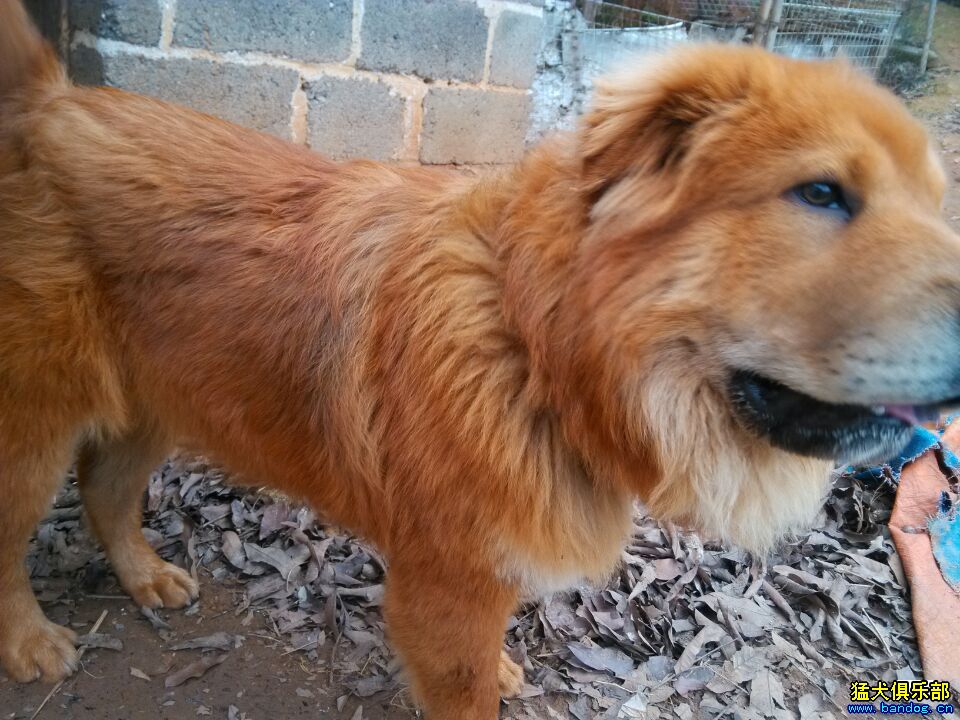 新杂交出来的土狗品种 大嘴巴 综合獒犬版 猛犬俱乐部-中国