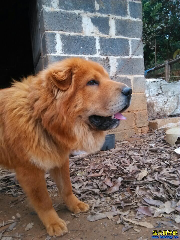 新杂交出来的土狗品种 大嘴巴 综合獒犬版 猛犬俱乐部-中国