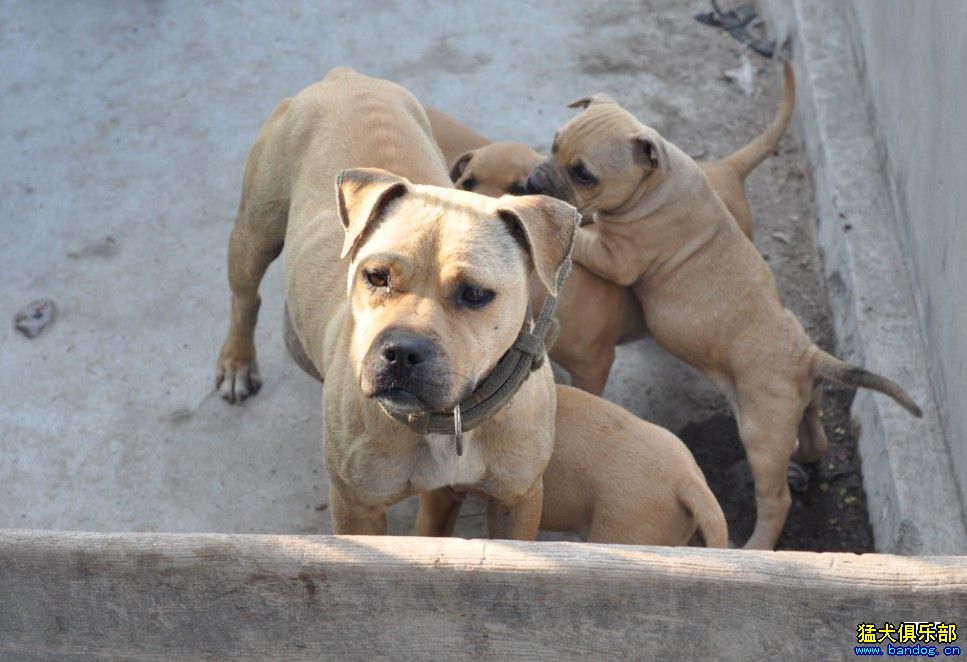 珍珠血比特犬图片大全图片