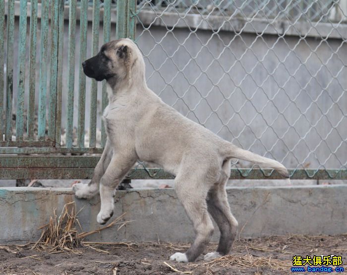 貴族名犬城 展示坎高 - 第9頁 - 坎高犬 - 猛犬俱樂部-中國具有影響力