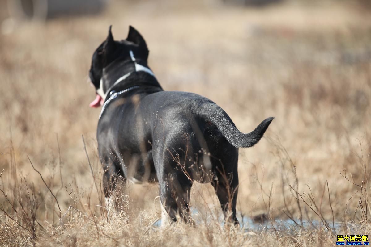 2014年3月爱犬:汉森 11月龄