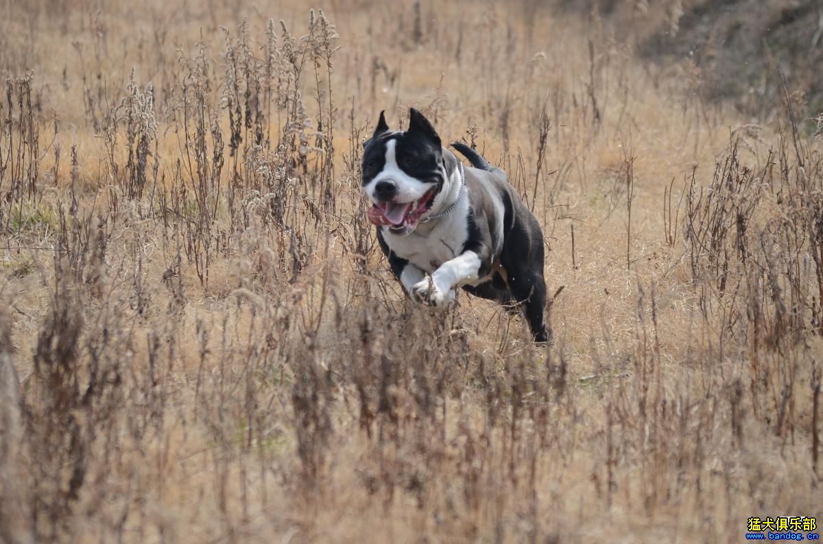 2014年3月爱犬:汉森 11月龄