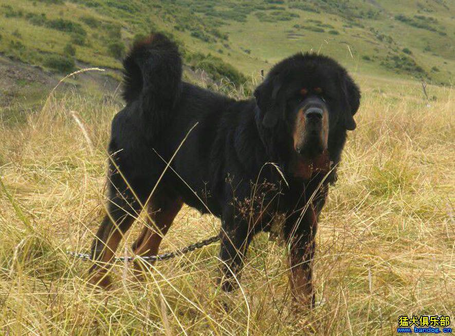 北京哮天獒園:專注繁育老版系虎頭西藏獒犬