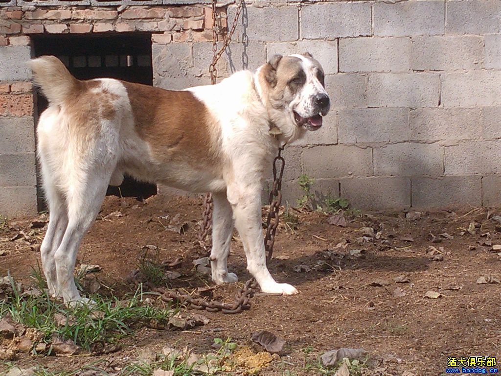 黄白花猎犬品种图片图片