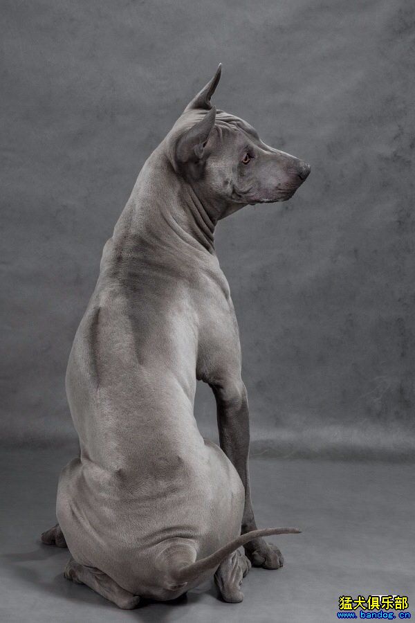 泰皇脊背犬图片