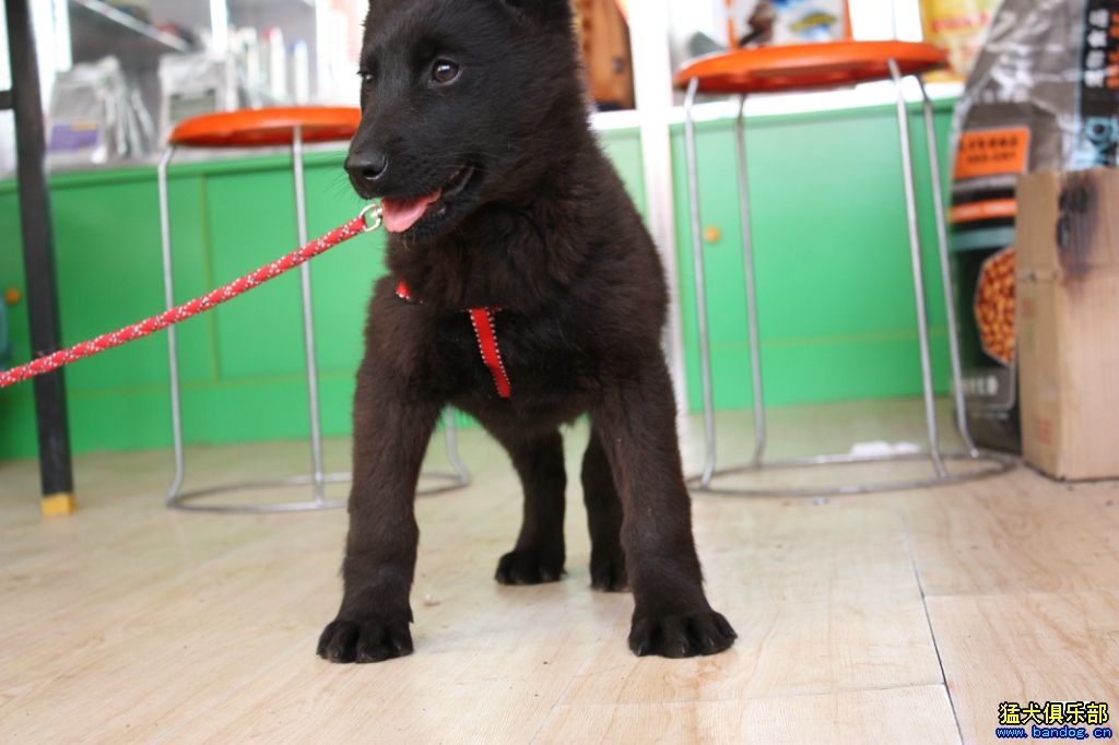 代友白菜价出售纯黑东德牧羊犬ddr两个月小公