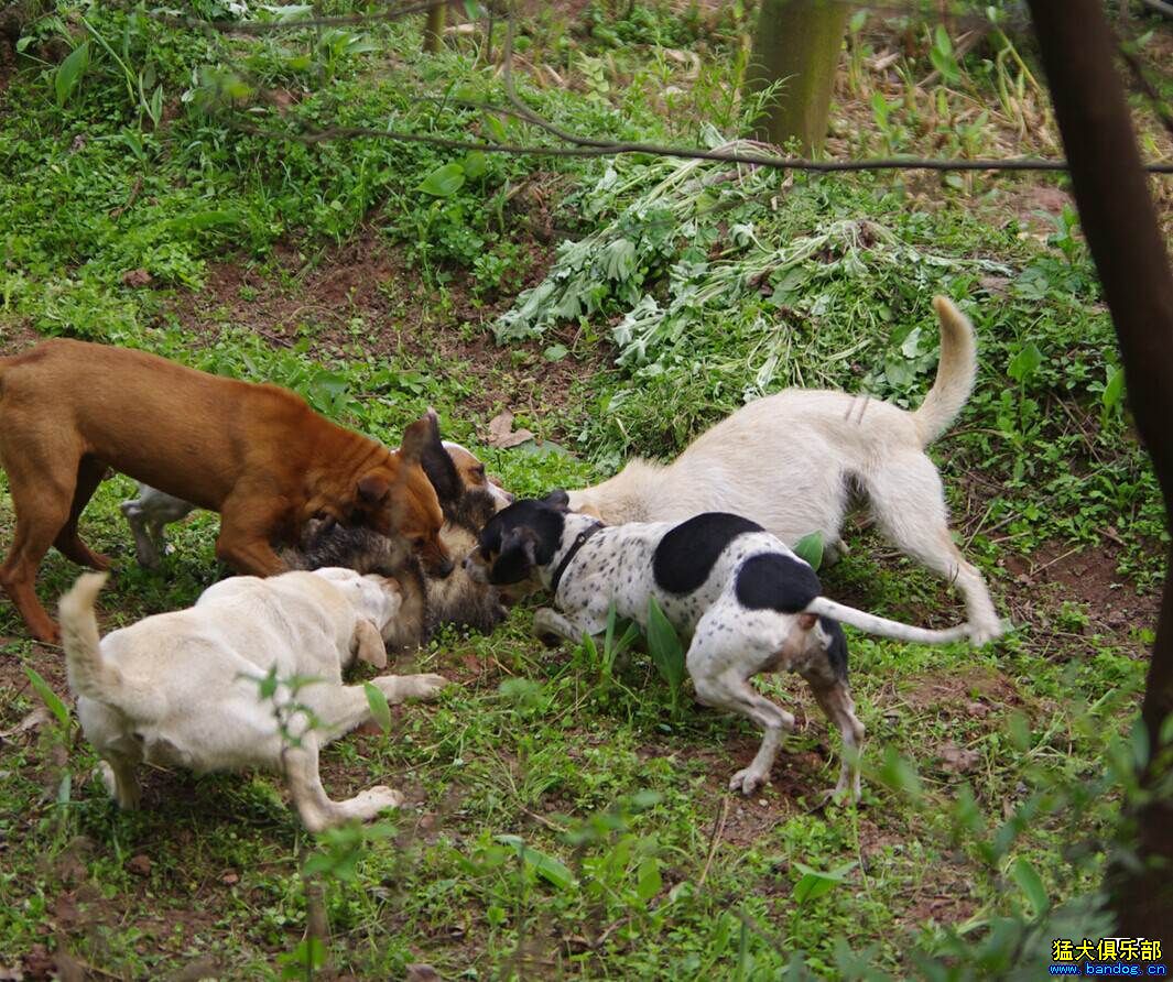 出太倉小母一隻 - 綜合獵犬交易 - 猛犬俱樂部-中國具有影響力的猛犬