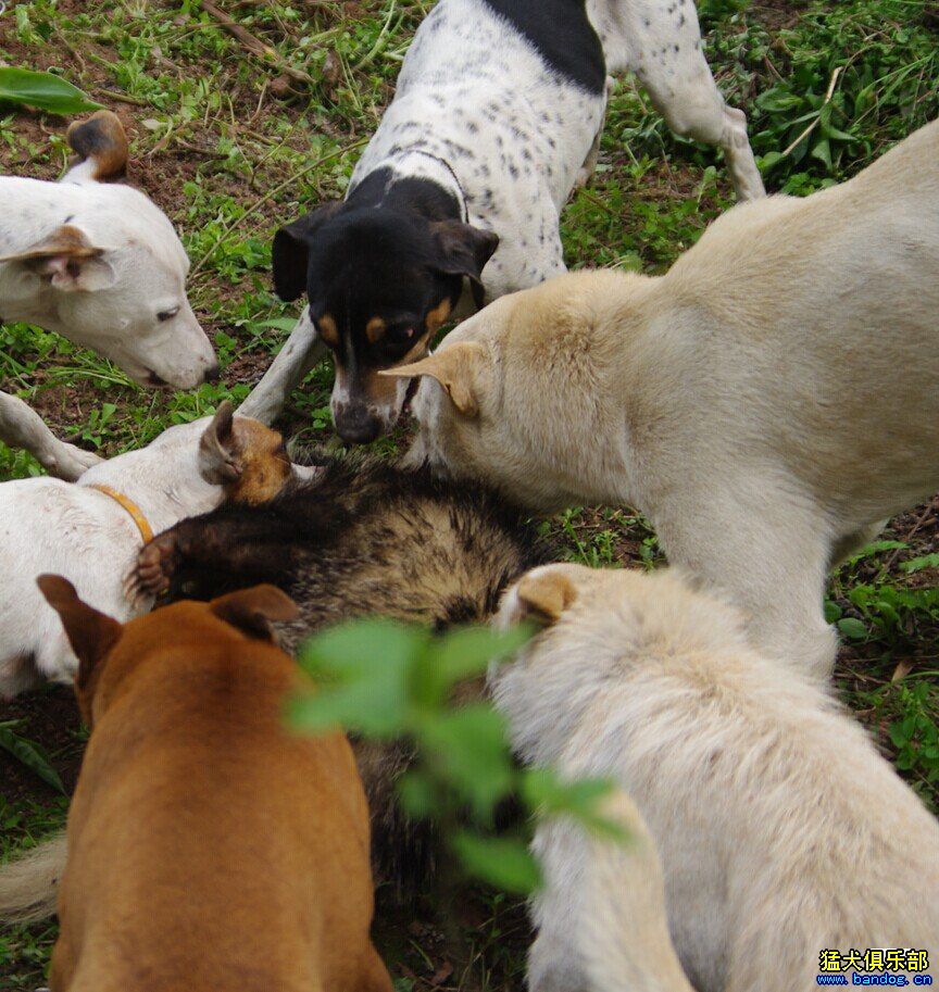 出太倉小母一隻 - 綜合獵犬交易 - 猛犬俱樂部-中國具有影響力的猛犬