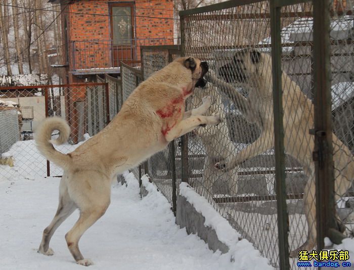 2015展示贵族名犬城土耳其坎高犬pk视频