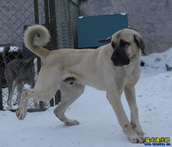 2015展示貴族名犬城土耳其坎高犬pk視頻