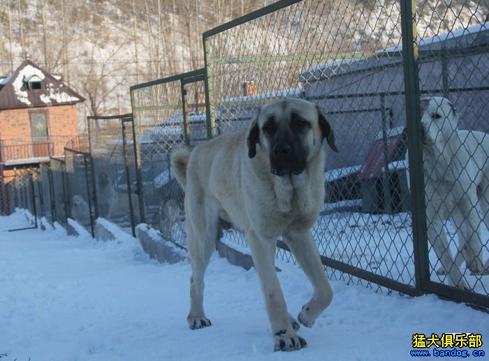 2015展示貴族名犬城土耳其坎高犬pk視頻 - 坎高犬