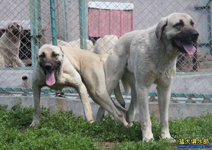 2015展示贵族名犬城土耳其坎高犬pk视频