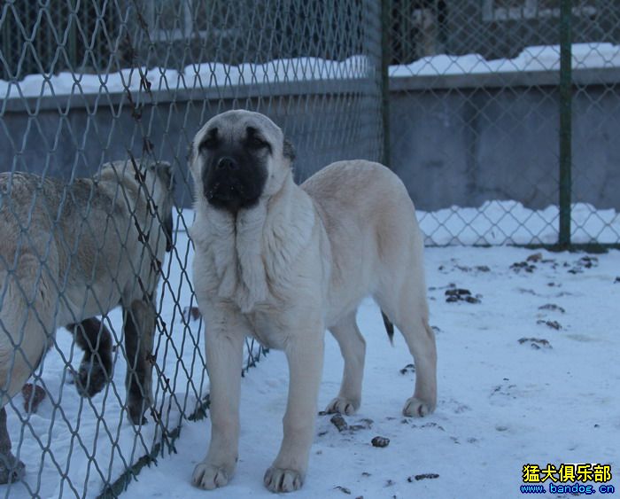 2015展示貴族名犬城土耳其坎高犬pk視頻