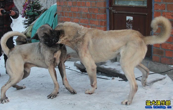 2015展示贵族名犬城土耳其坎高犬pk视频