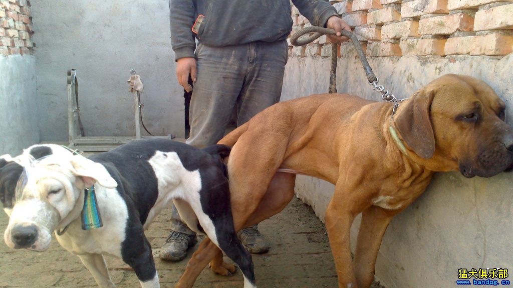 佐特犬图片