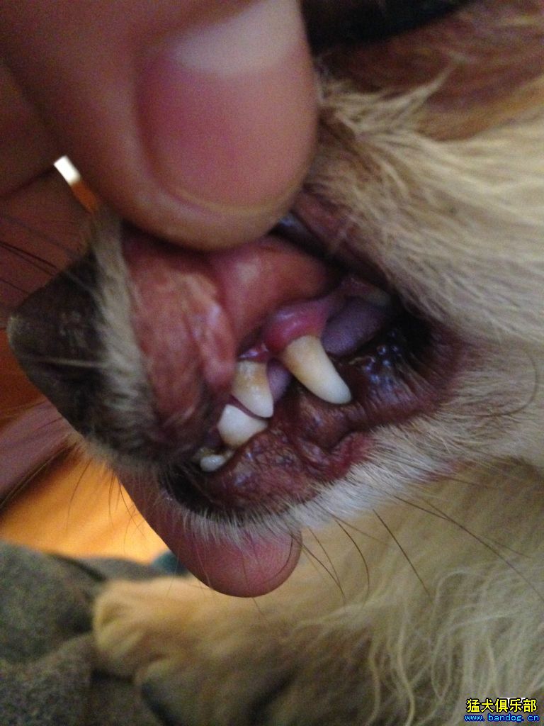 健康狗的牙龈