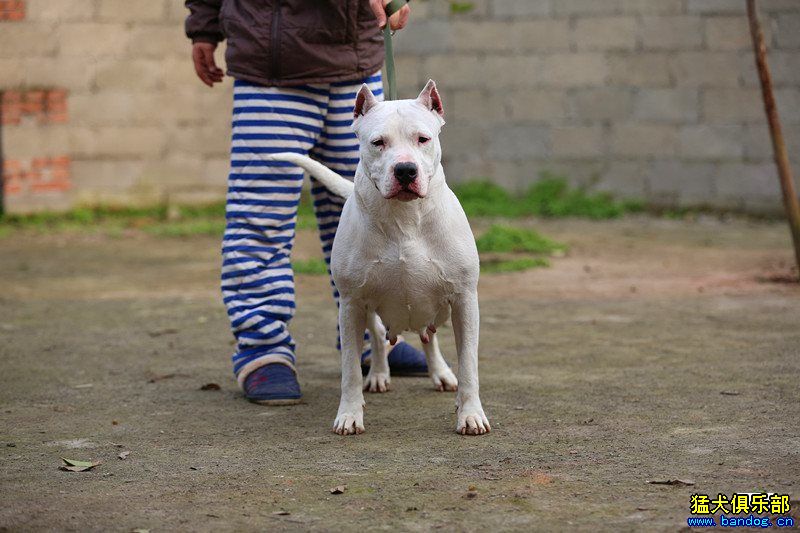 發一條1歲多的母狗 - 杜高犬交易 - 猛犬俱樂部-中國具有影響力的猛犬