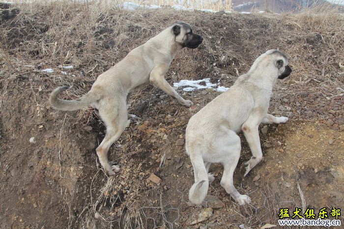 2015展示贵族名犬城土耳其坎高犬pk视频